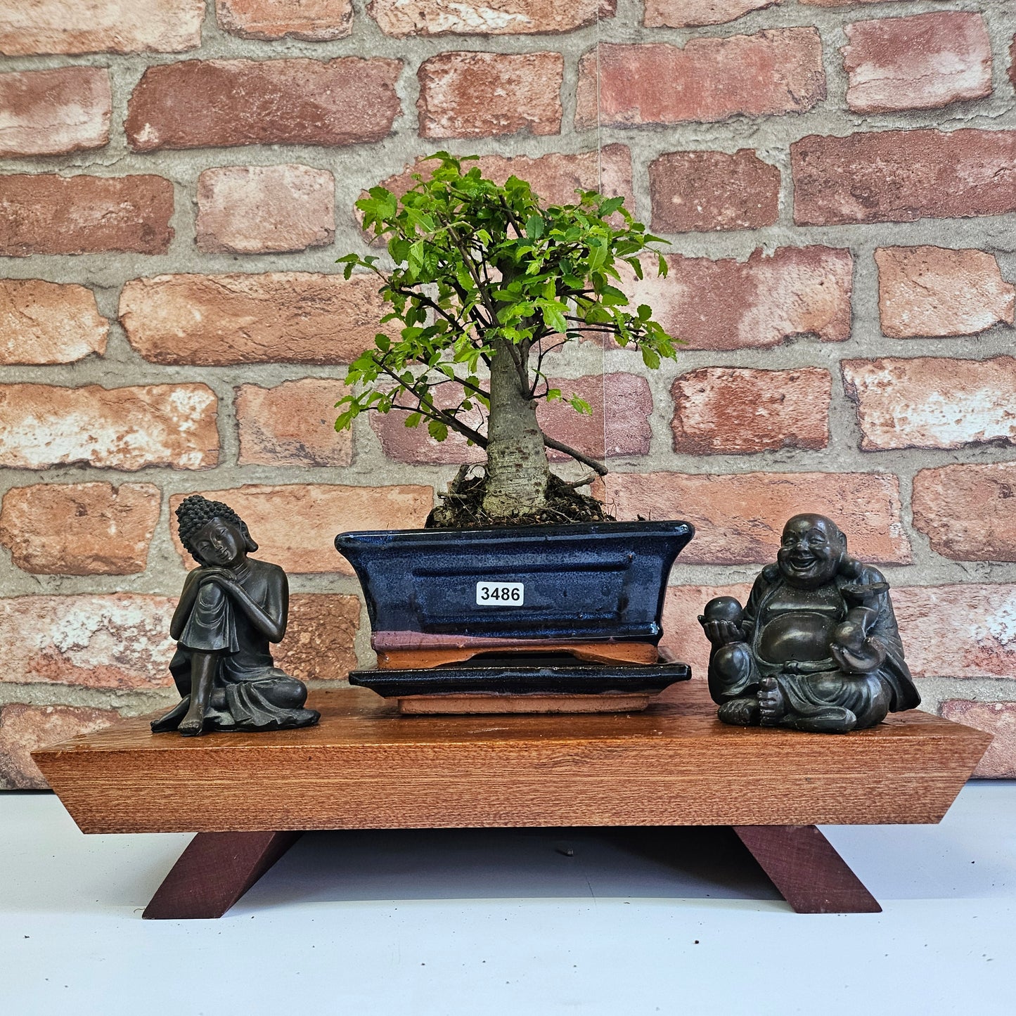 Chinese Elm Bonsai Tree - Bonsai Ulmus Parvifolia In 15cm Pot