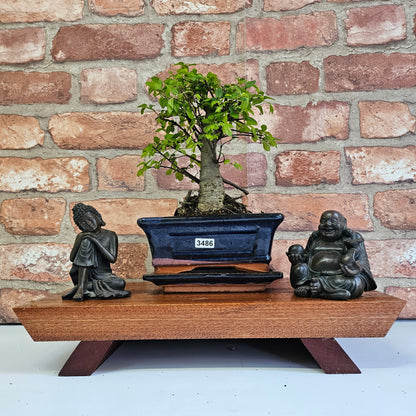 Chinese Elm Bonsai Tree - Bonsai Ulmus Parvifolia In 15cm Pot