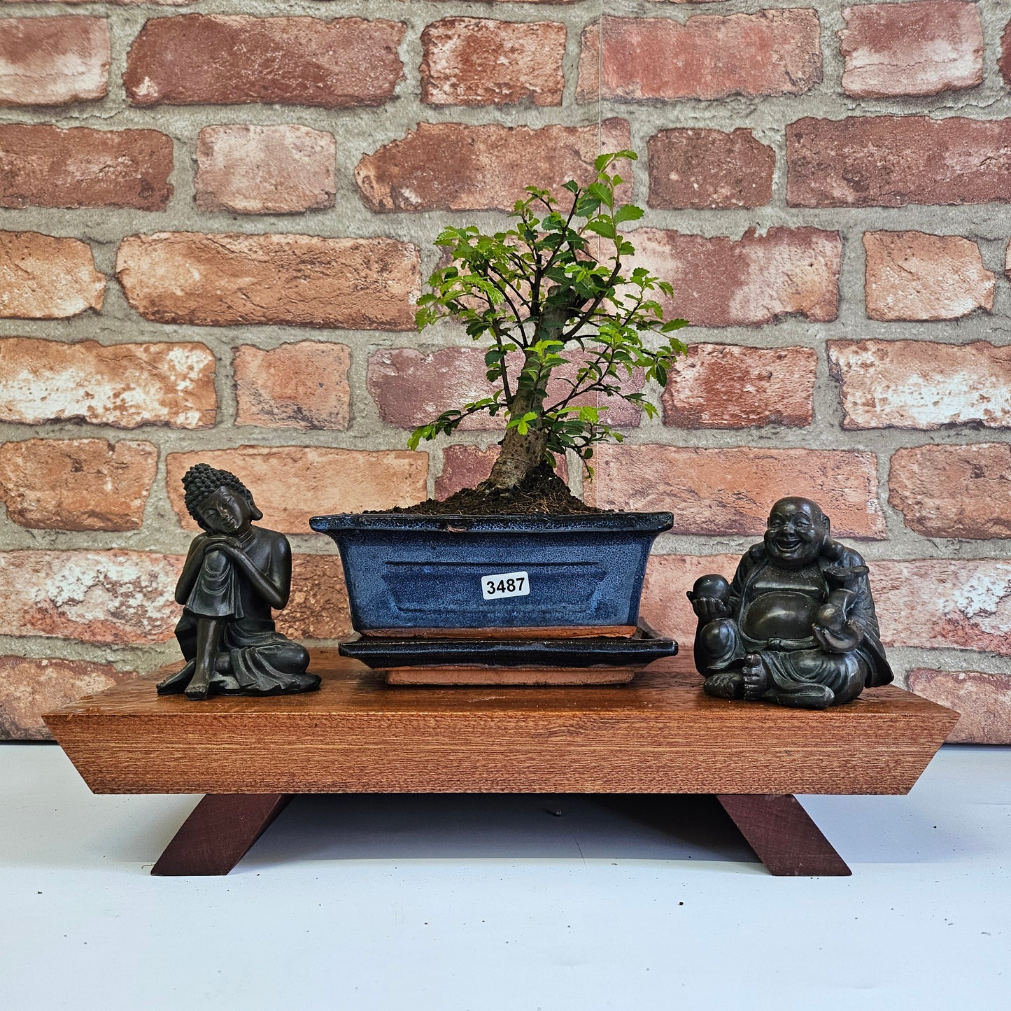 Chinese Elm Bonsai Tree - Bonsai Ulmus Parvifolia In 15cm Pot
