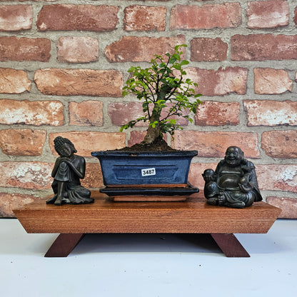Chinese Elm Bonsai Tree - Bonsai Ulmus Parvifolia In 15cm Pot