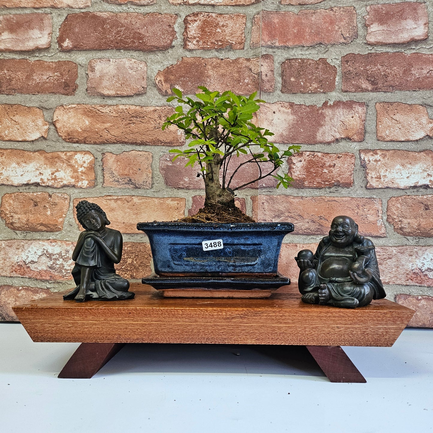 Chinese Elm Bonsai Tree - Bonsai Ulmus Parvifolia In 15cm Pot