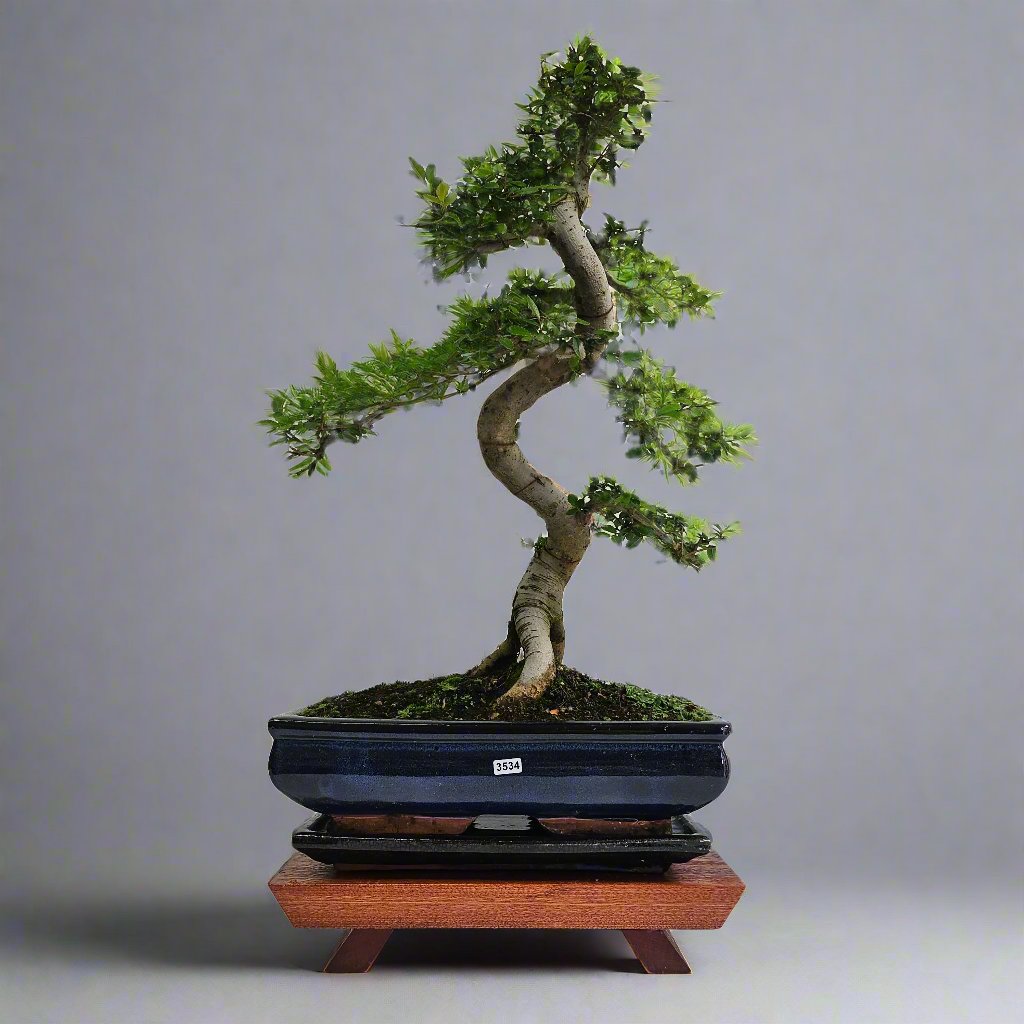 Large Ulmus Parvifolia Bonsai Tree - Chinese Elm - In 35cm Pot