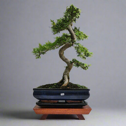 Large Ulmus Parvifolia Bonsai Tree - Chinese Elm - In 35cm Pot