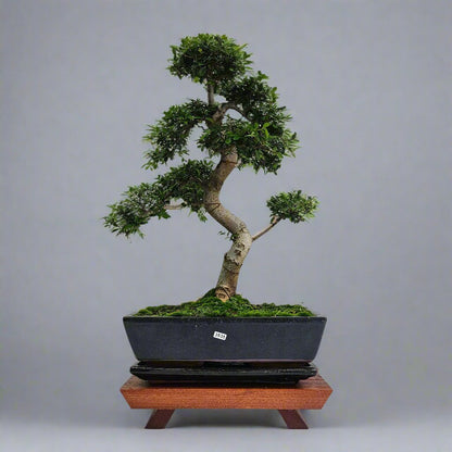 Large Ulmus Parvifolia Bonsai Tree - Chinese Elm - In 35cm Pot