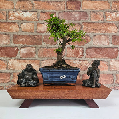 Chinese Elm Bonsai Tree - Bonsai Ulmus Parvifolia In 15cm Pot