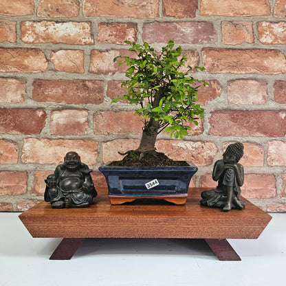 Chinese Elm Bonsai Tree - Bonsai Ulmus Parvifolia In 15cm Pot