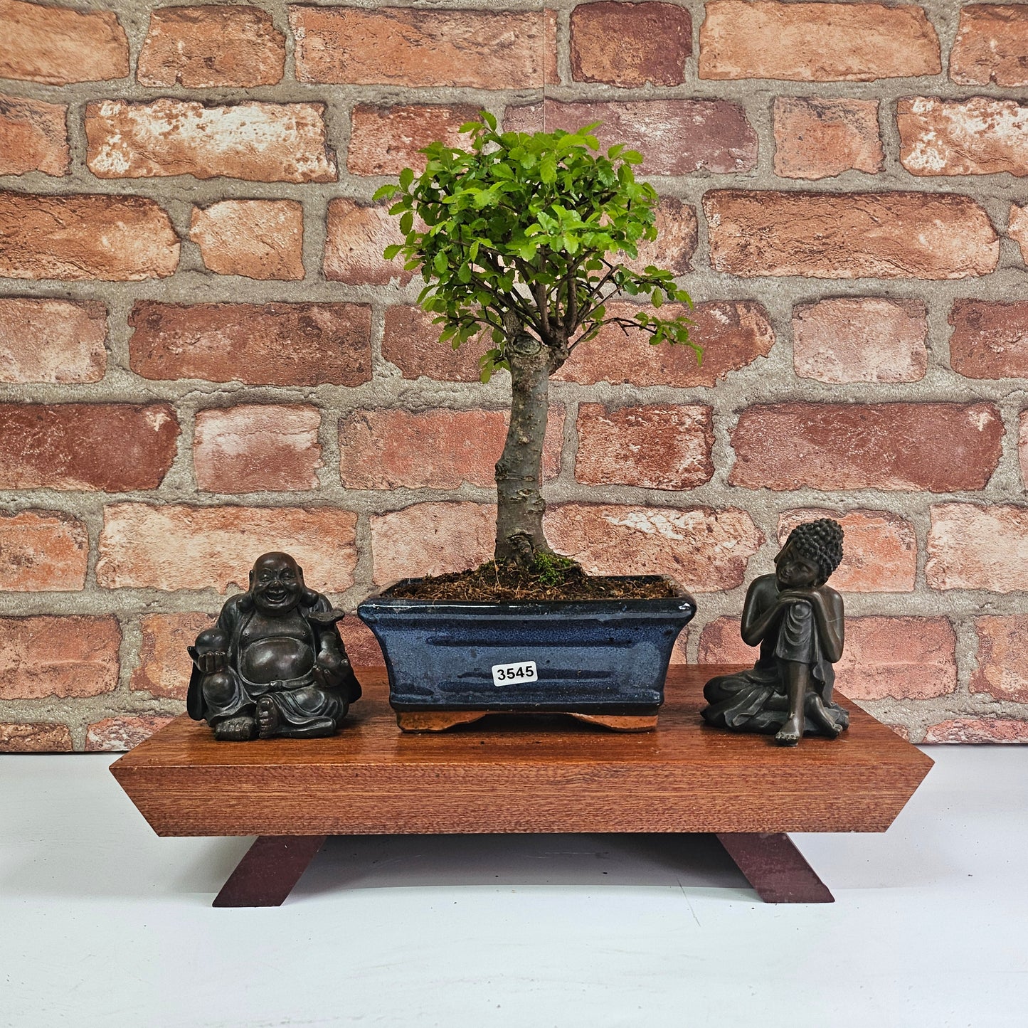 Chinese Elm Bonsai Tree - Bonsai Ulmus Parvifolia In 15cm Pot