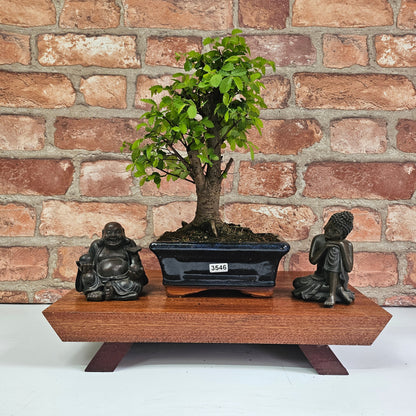 Chinese Elm Bonsai Tree - Bonsai Ulmus Parvifolia In 15cm Pot