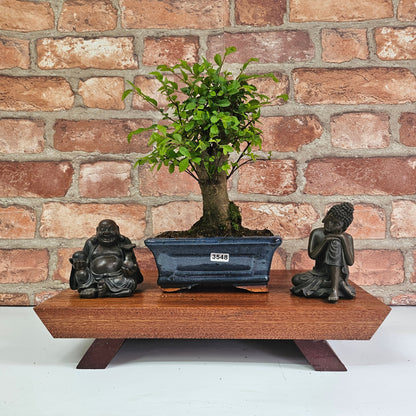 Chinese Elm Bonsai Tree - Bonsai Ulmus Parvifolia In 15cm Pot