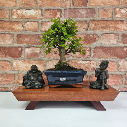 Chinese Elm Bonsai Tree - Bonsai Ulmus Parvifolia In 15cm Pot