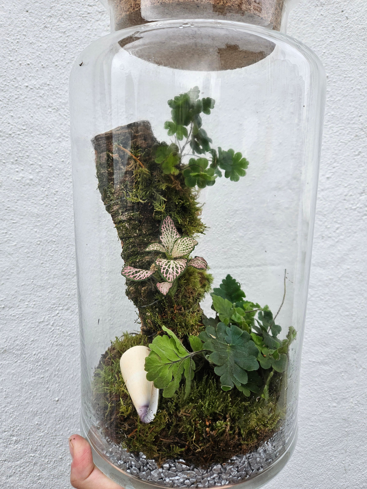 Planted Cork Landscaped Terrarium