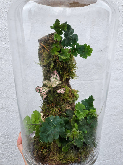 Planted Cork Landscaped Terrarium