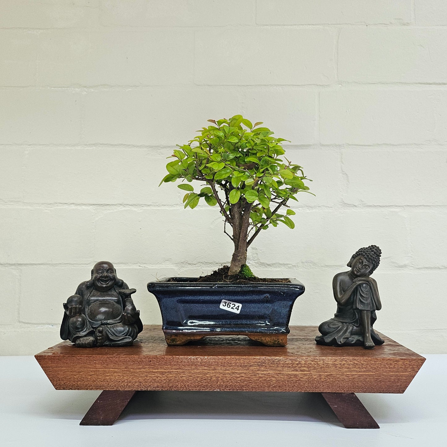 Bird Plum Bonsai Tree - Sagaretia Bonsai Plant in 15cm Pot