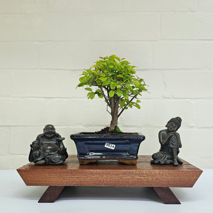 Bird Plum Bonsai Tree - Sagaretia Bonsai Plant in 15cm Pot