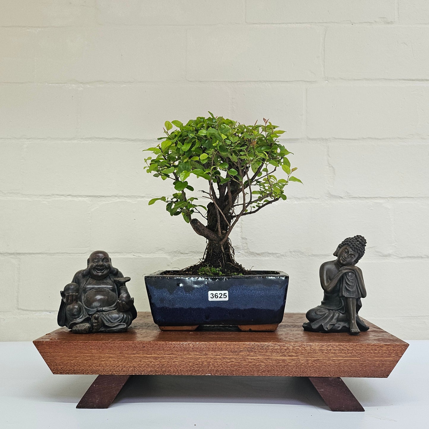 Bird Plum Bonsai Tree - Sagaretia Bonsai Plant in 15cm Pot