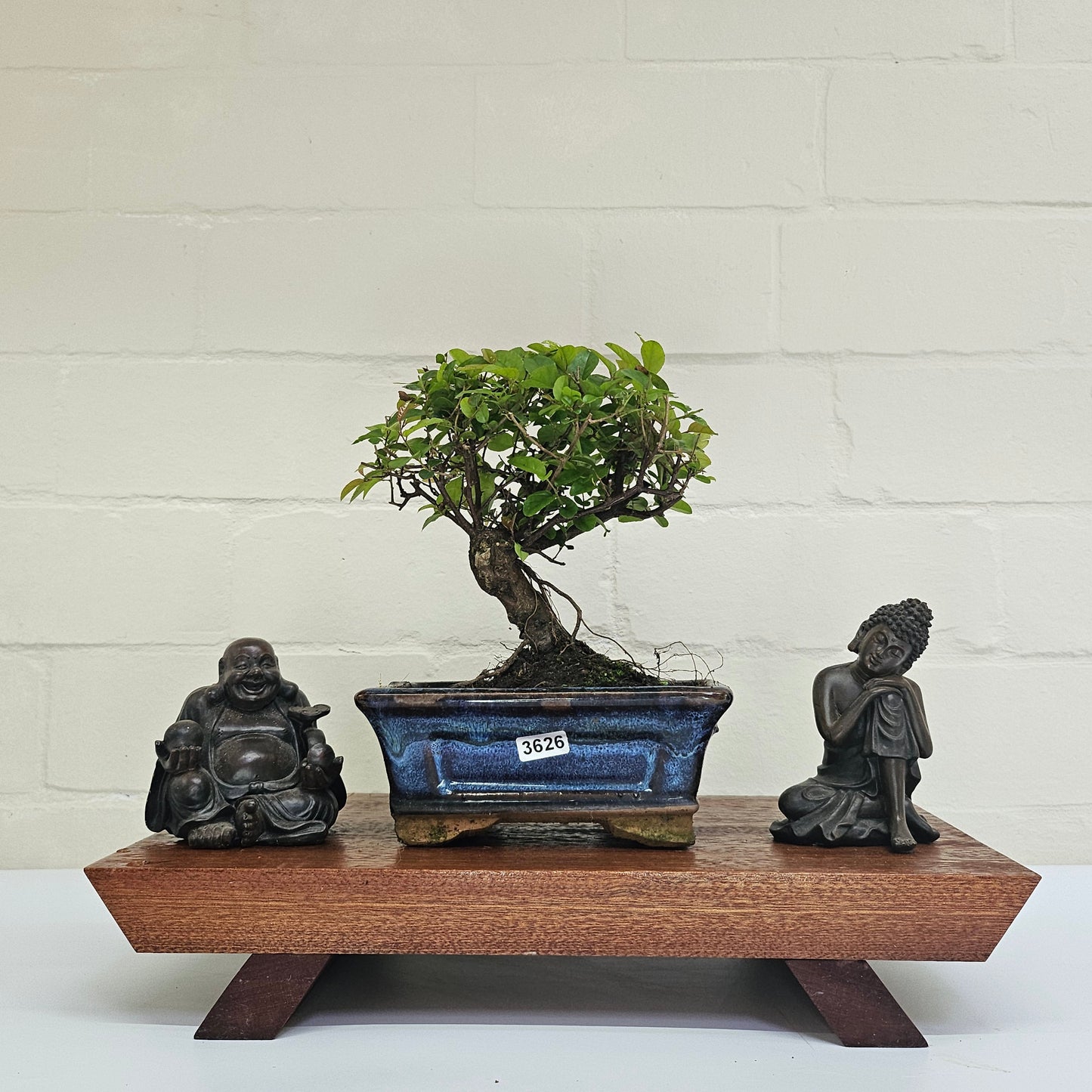 Bird Plum Bonsai Tree - Sagaretia Bonsai Plant in 15cm Pot