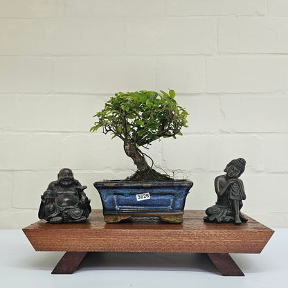 Bird Plum Bonsai Tree - Sagaretia Bonsai Plant in 15cm Pot