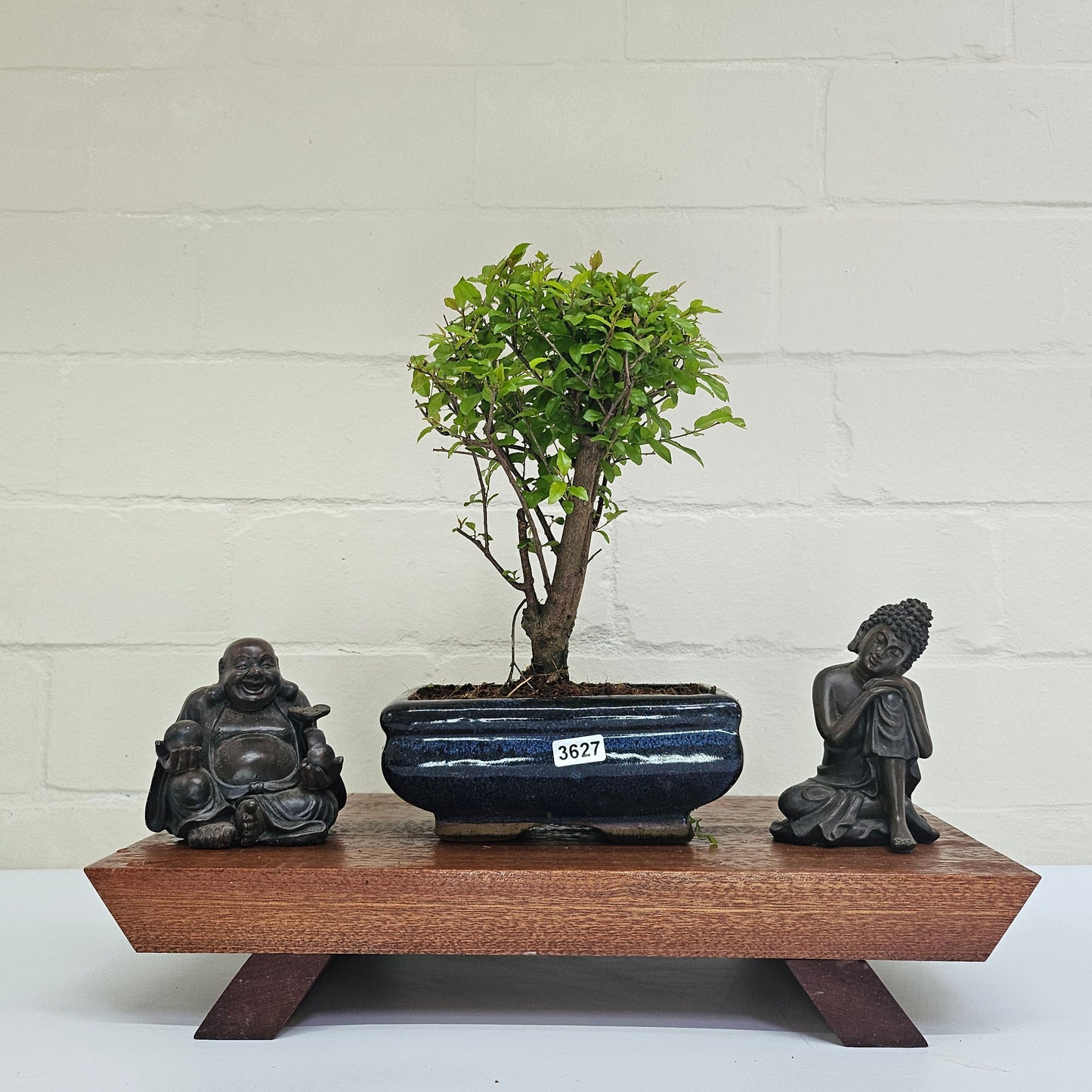 Bird Plum Bonsai Tree - Sagaretia Bonsai Plant in 15cm Pot