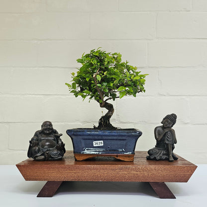 Bird Plum Bonsai Tree - Sagaretia Bonsai Plant in 15cm Pot