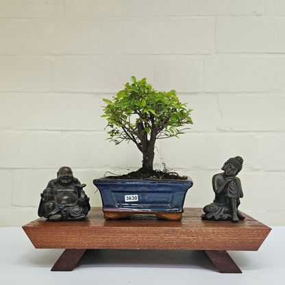 Bird Plum Bonsai Tree - Sagaretia Bonsai Plant in 15cm Pot