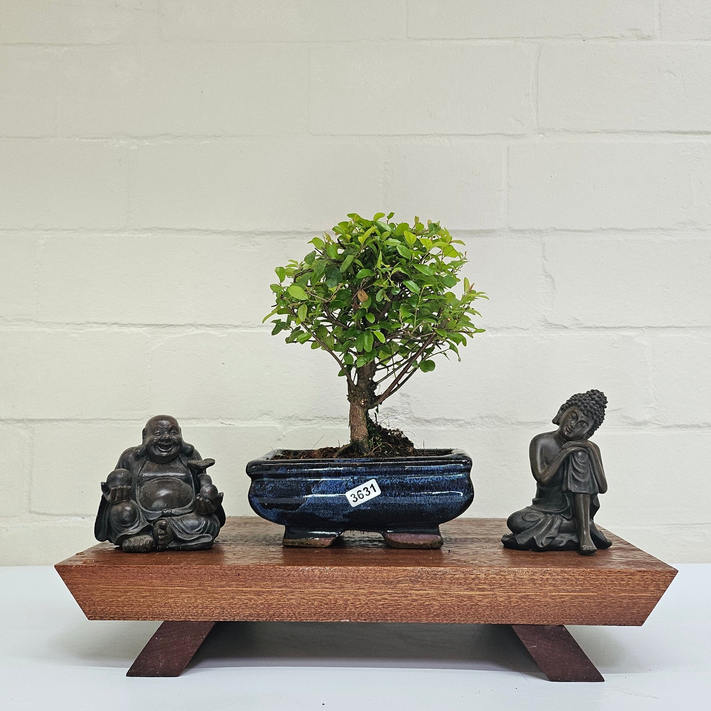 Bird Plum Bonsai Tree - Sagaretia Bonsai Plant in 15cm Pot