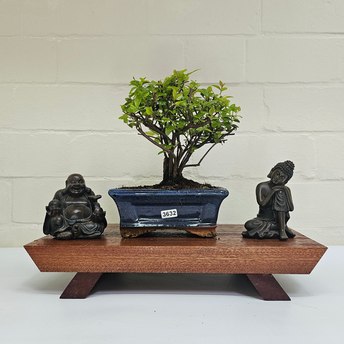 Bird Plum Bonsai Tree - Sagaretia Bonsai Plant in 15cm Pot