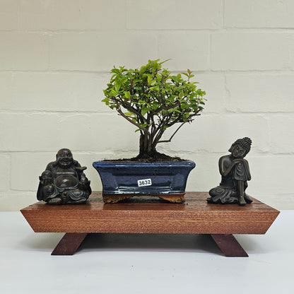 Bird Plum Bonsai Tree - Sagaretia Bonsai Plant in 15cm Pot