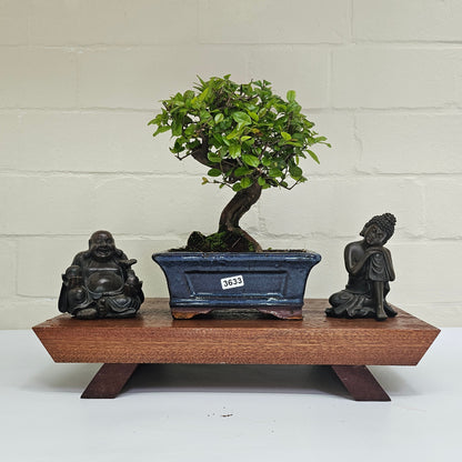 Bird Plum Bonsai Tree - Sagaretia Bonsai Plant in 15cm Pot