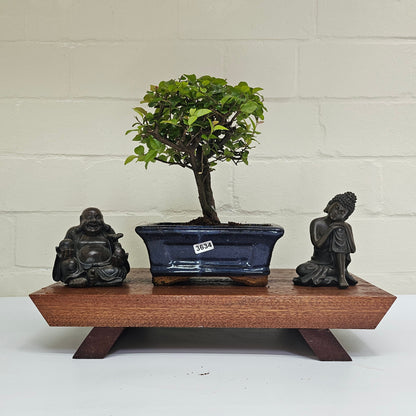 Bird Plum Bonsai Tree - Sagaretia Bonsai Plant in 15cm Pot