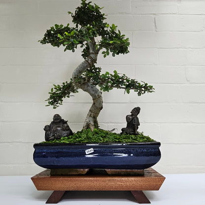 Large Ulmus Parvifolia Bonsai Tree - Chinese Elm - In 35cm Pot