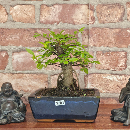 Chinese Elm Bonsai Tree - Bonsai Ulmus Parvifolia In 15cm Pot