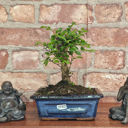 Chinese Elm Bonsai Tree - Bonsai Ulmus Parvifolia In 15cm Pot