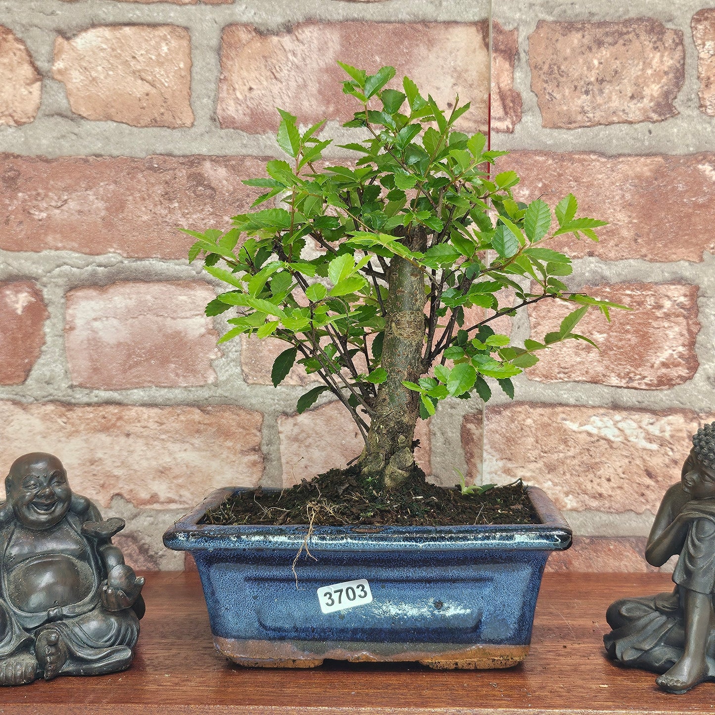 Chinese Elm Bonsai Tree - Bonsai Ulmus Parvifolia In 15cm Pot