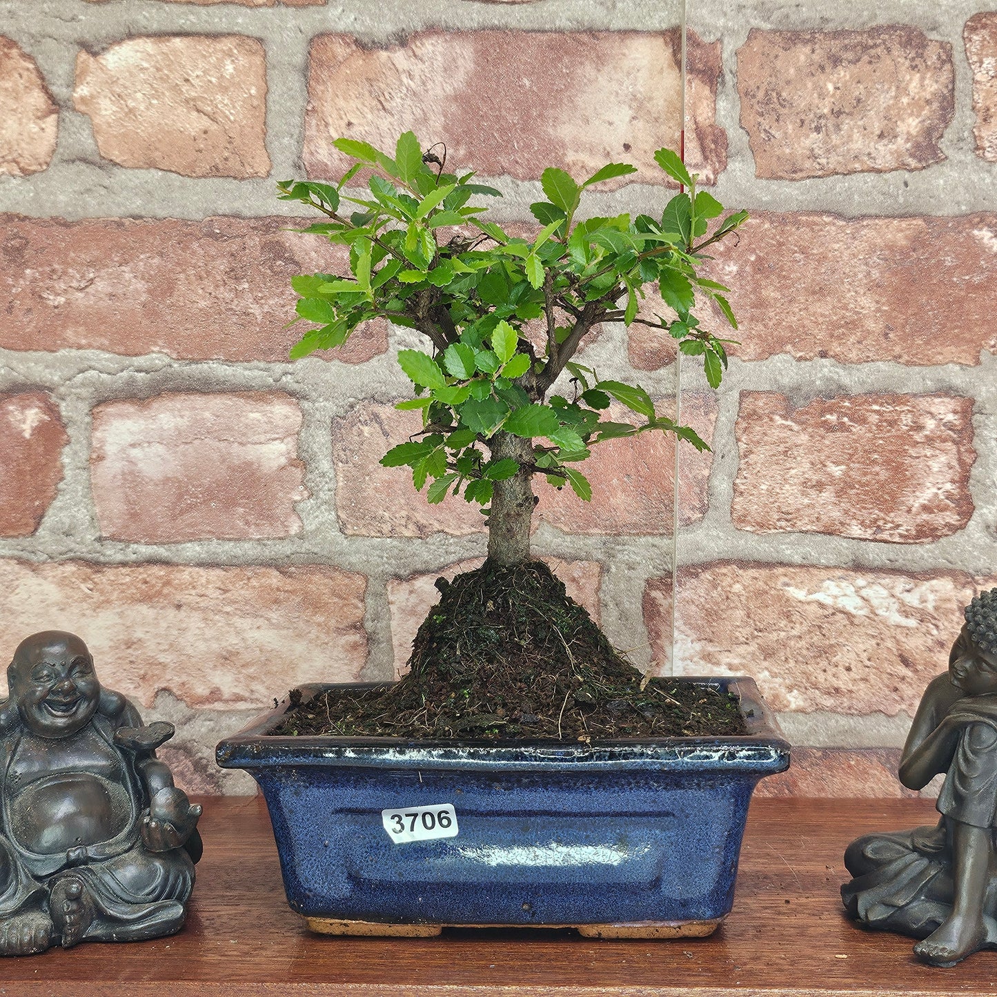 Chinese Elm Bonsai Tree - Bonsai Ulmus Parvifolia In 15cm Pot