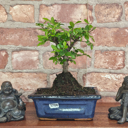 Chinese Elm Bonsai Tree - Bonsai Ulmus Parvifolia In 15cm Pot