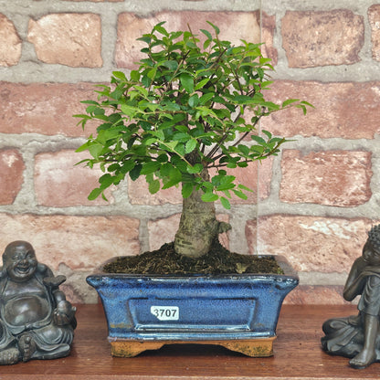 Chinese Elm Bonsai Tree - Bonsai Ulmus Parvifolia In 15cm Pot