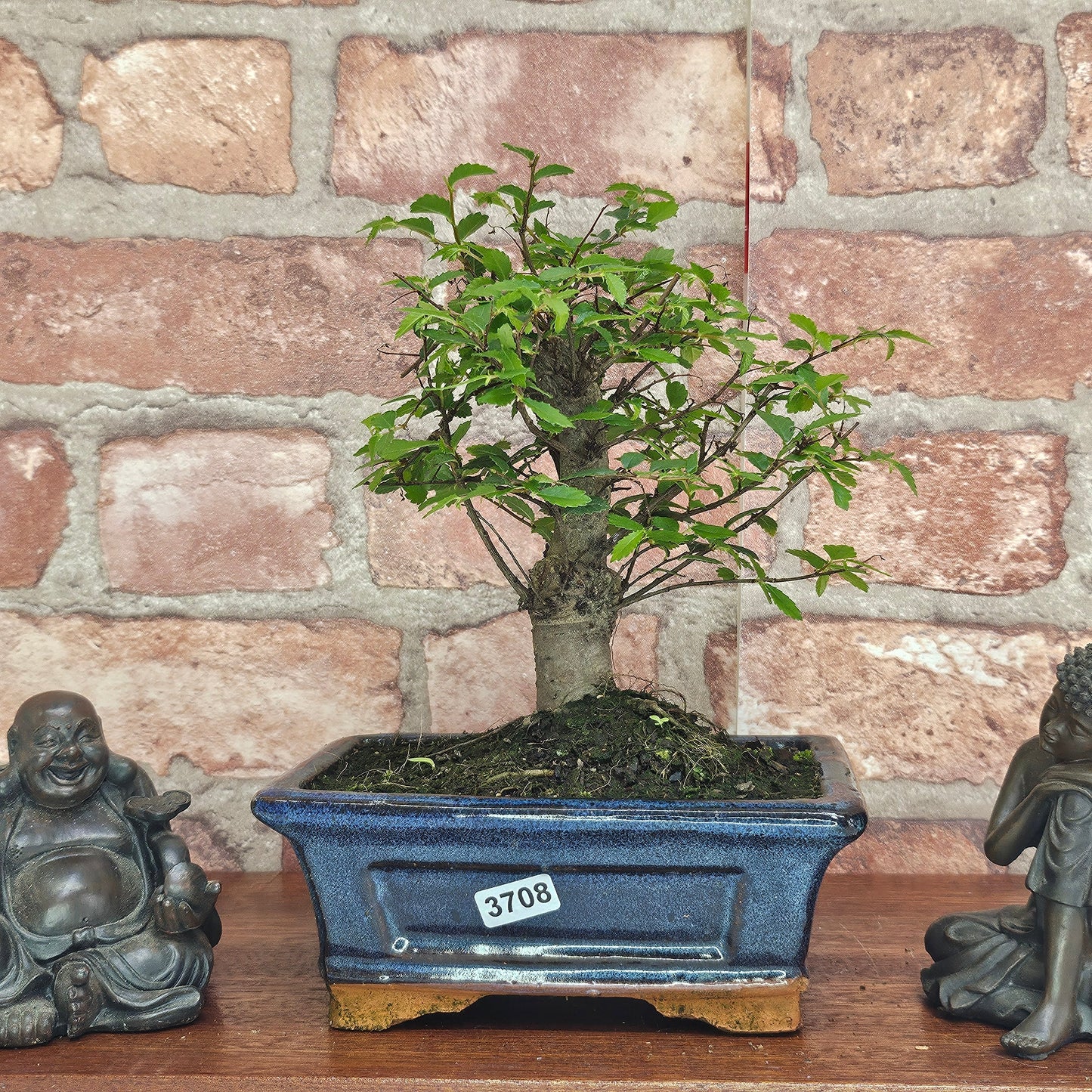 Chinese Elm Bonsai Tree - Bonsai Ulmus Parvifolia In 15cm Pot