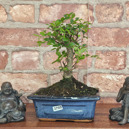 Chinese Elm Bonsai Tree - Bonsai Ulmus Parvifolia In 15cm Pot