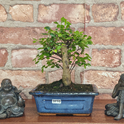 Chinese Elm Bonsai Tree - Bonsai Ulmus Parvifolia In 15cm Pot