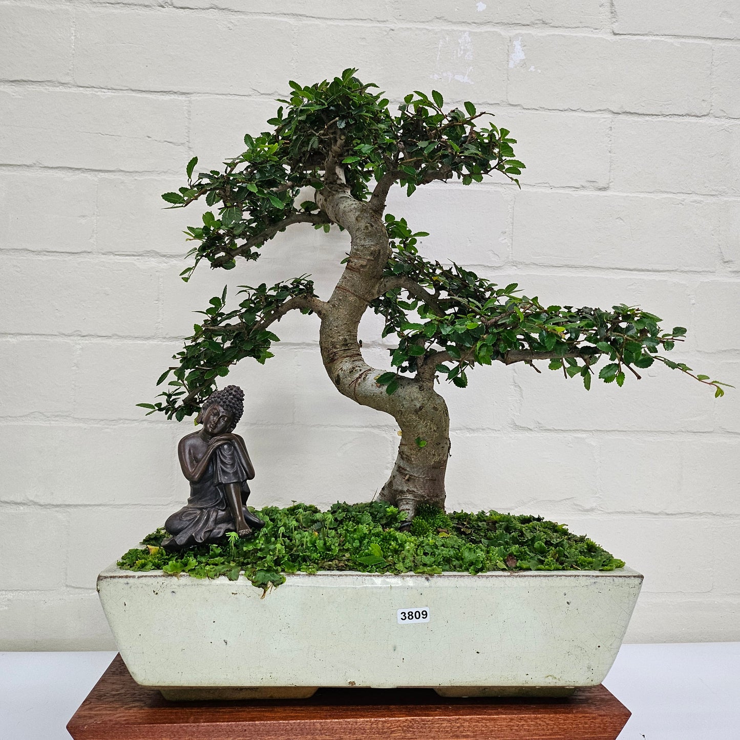 Large Ulmus Parvifolia Bonsai Tree - Chinese Elm - In 35cm Pot
