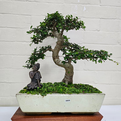 Large Ulmus Parvifolia Bonsai Tree - Chinese Elm - In 35cm Pot