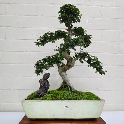Large Ulmus Parvifolia Bonsai Tree - Chinese Elm - In 35cm Pot