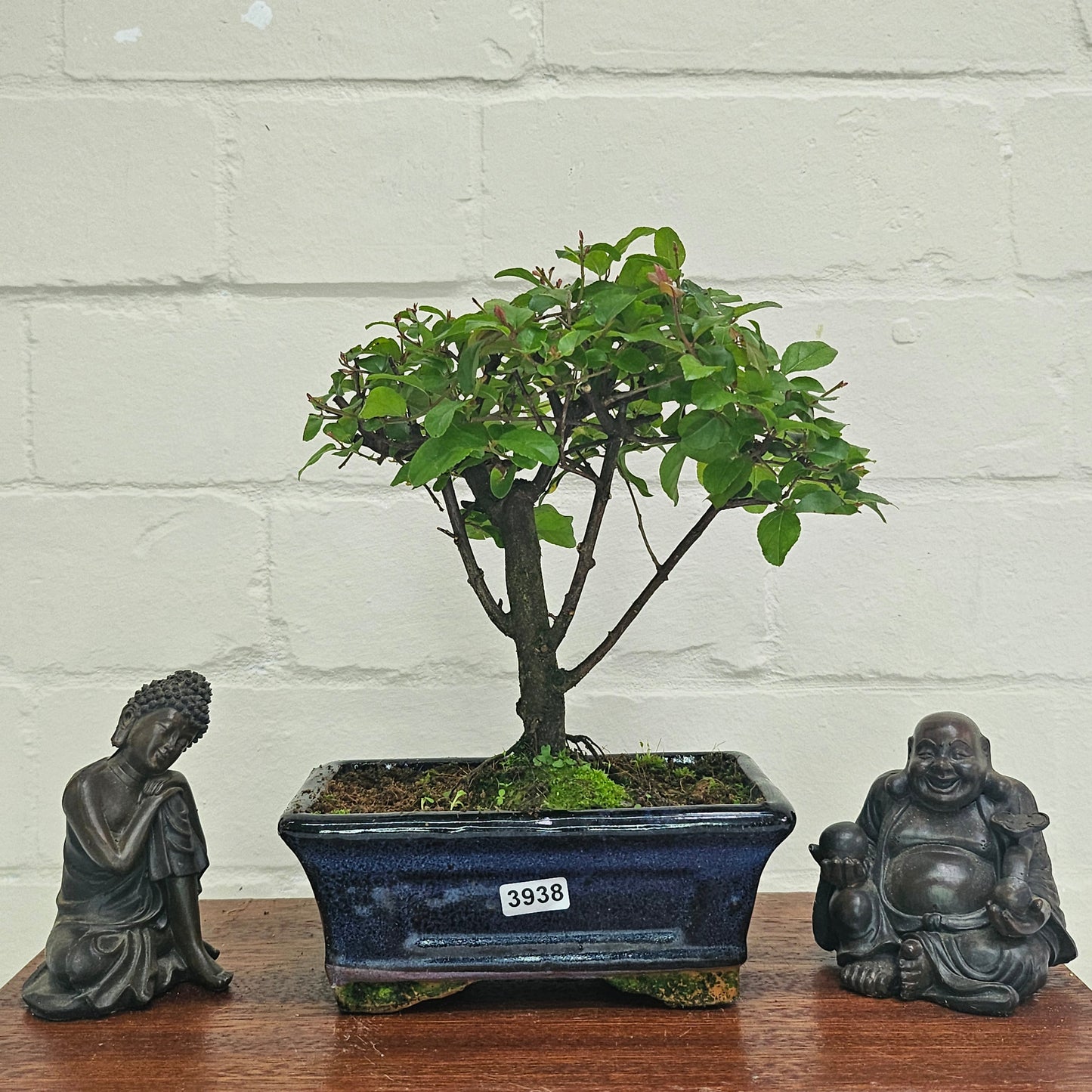 Bird Plum Bonsai Tree - Sagaretia Bonsai Plant in 15cm Pot