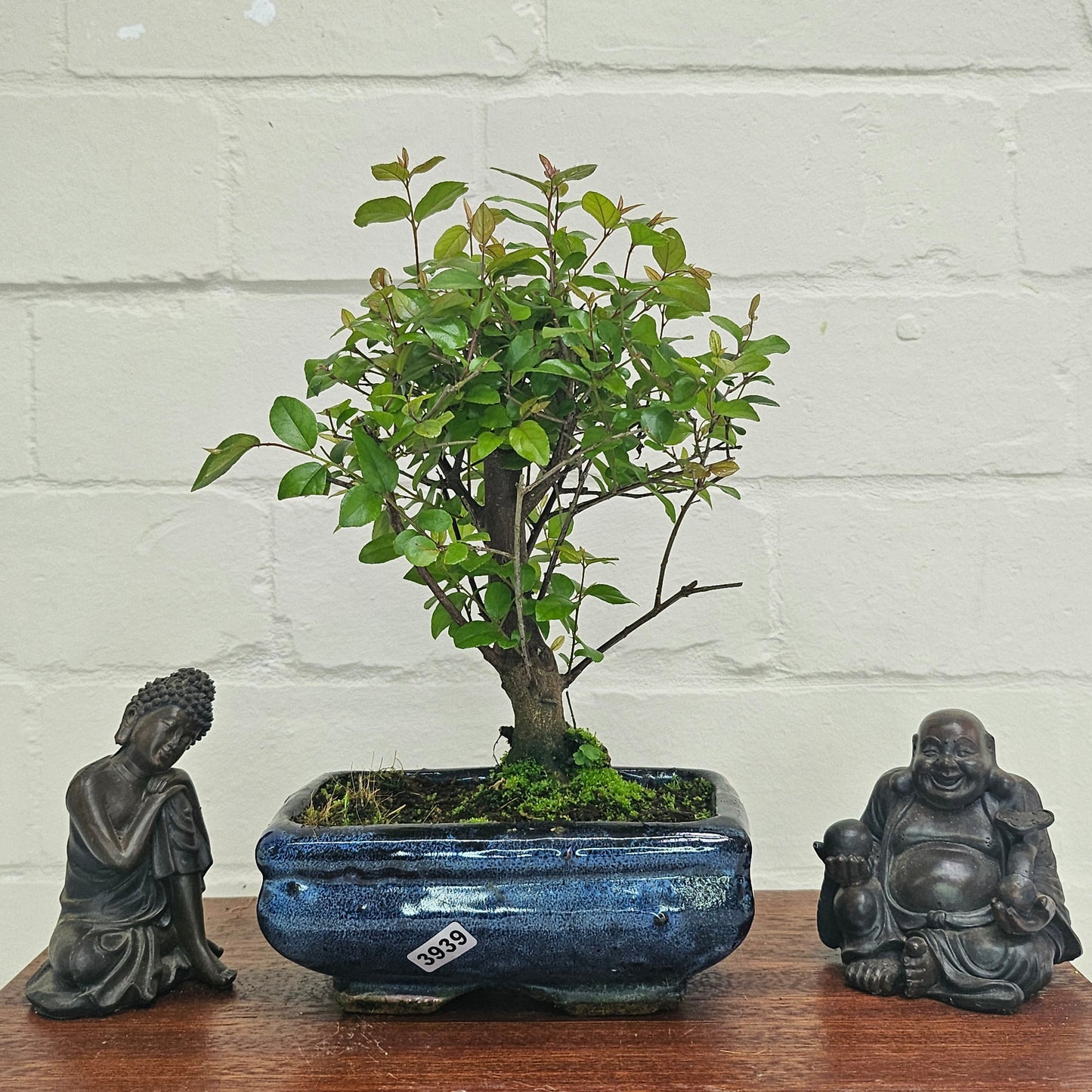 Bird Plum Bonsai Tree - Sagaretia Bonsai Plant in 15cm Pot