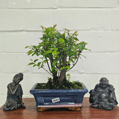 Bird Plum Bonsai Tree - Sagaretia Bonsai Plant in 15cm Pot