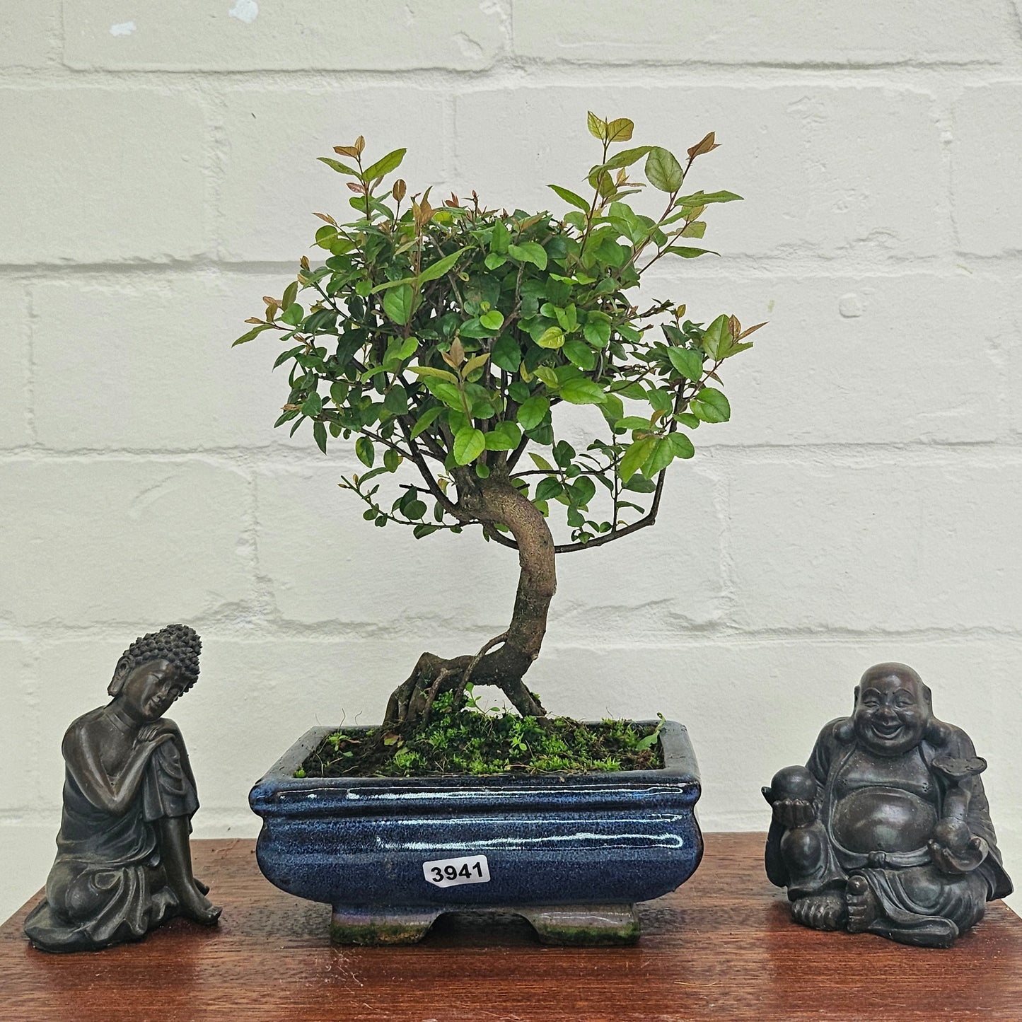 Bird Plum Bonsai Tree - Sagaretia Bonsai Plant in 15cm Pot