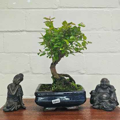 Bird Plum Bonsai Tree - Sagaretia Bonsai Plant in 15cm Pot
