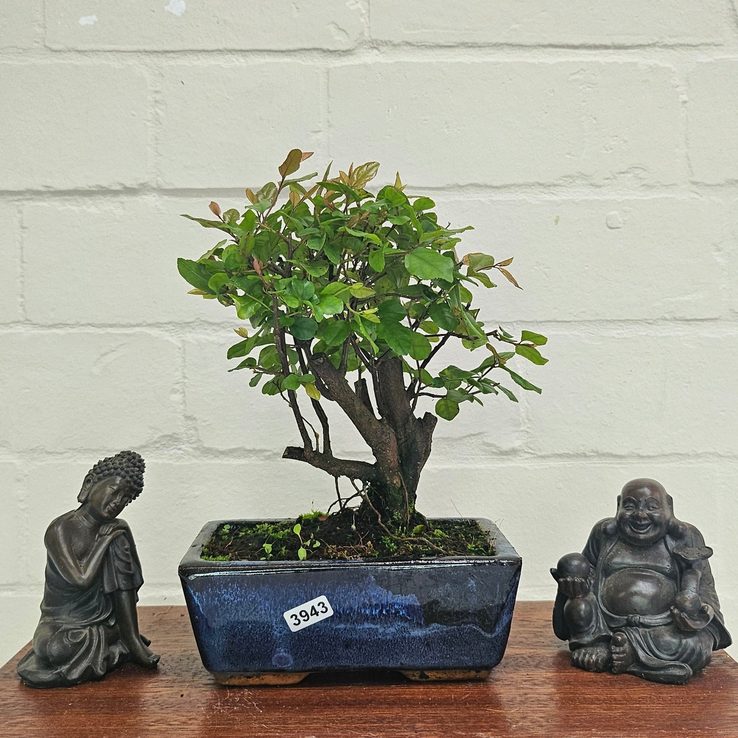 Bird Plum Bonsai Tree - Sagaretia Bonsai Plant in 15cm Pot