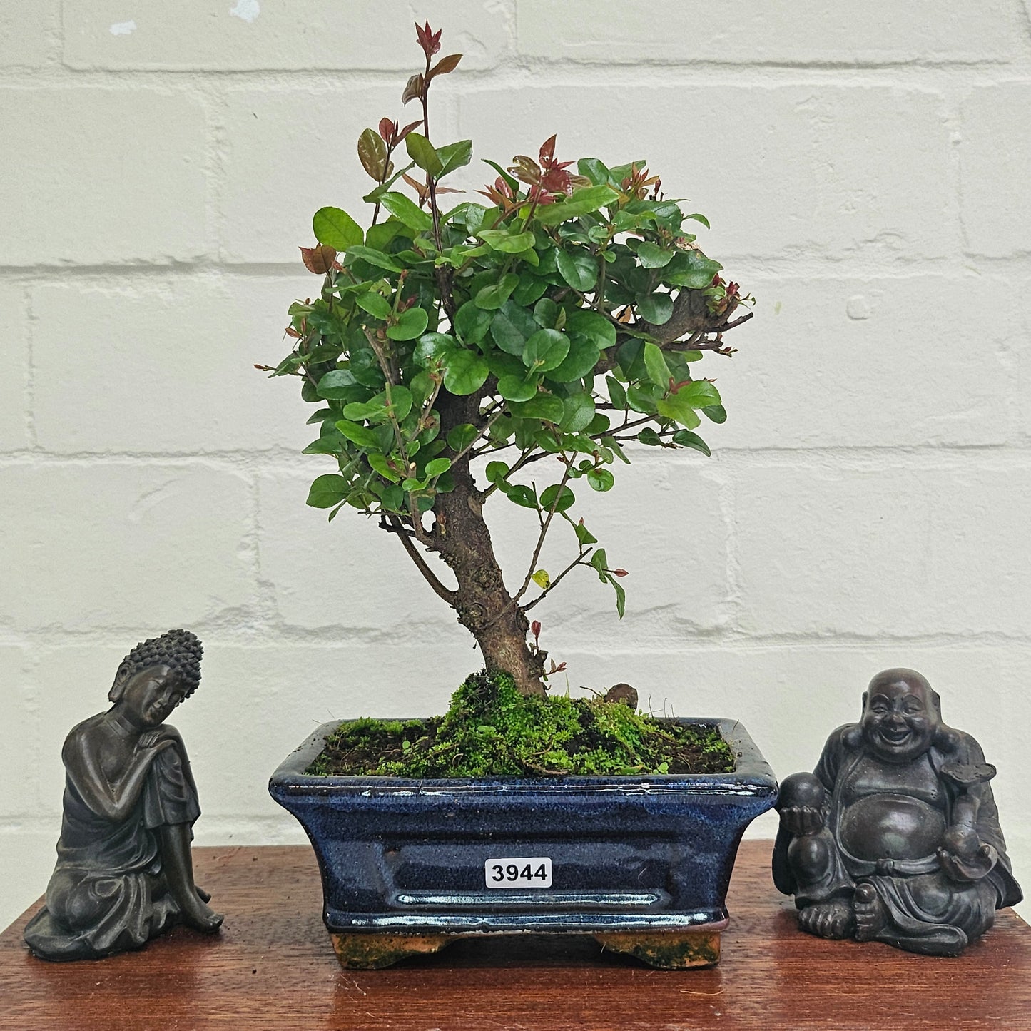Bird Plum Bonsai Tree - Sagaretia Bonsai Plant in 15cm Pot