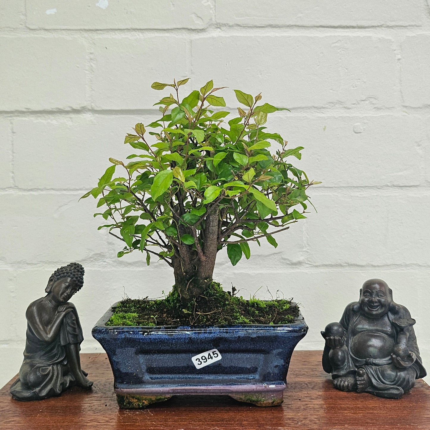 Bird Plum Bonsai Tree - Sagaretia Bonsai Plant in 15cm Pot